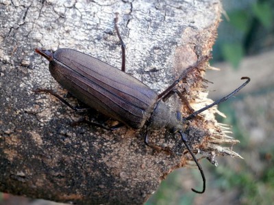 Aegosoma scabricorne