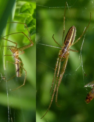 Tetragnatha sp.