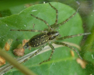 Allagelena gracilens?