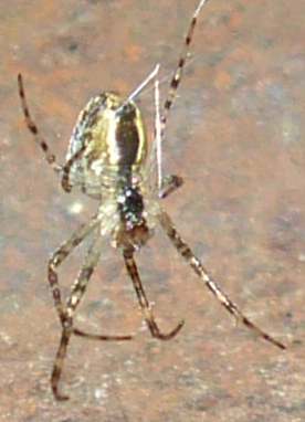 Metellina sp.?