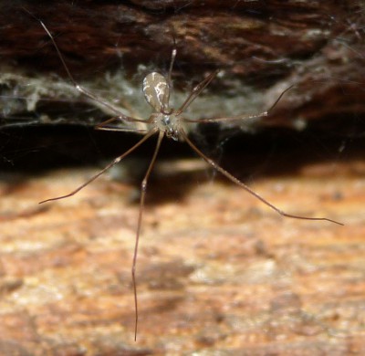 Pholcus sp. w typie phalangioides. Zdaje się, że jakiś czas temu coś się zmieniło w systematyce i z phalangioidesa wyodrębiono kolejny gatunek?