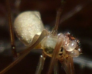 Pholcus sp. w typie phalangioides