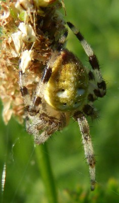 Araneus quadratus