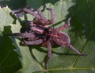 Trochosa sp.?