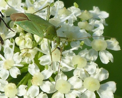 Lygocoris pabulinus?