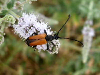 Stictoleptura fulva