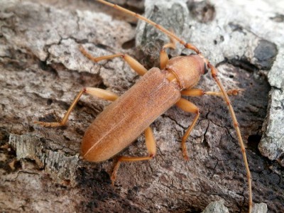 Stromatium auratum (unicolor)