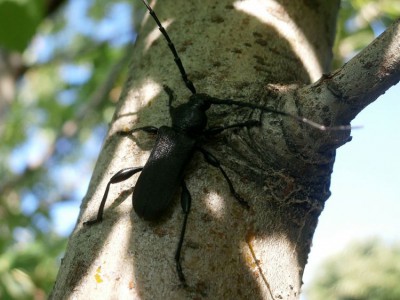 Ropalopus clavipes. W Polsce nieczęsty, w Grecji jeden z pospolitszych przedstawicieli Cerambycidae