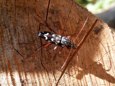 Isotomus speciosus. Z Polski wykazany na podstawie legendarnego 1 ex. W Grecji nierzadki.