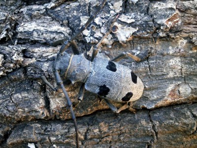 Morimus funereus. W Polsce pewnie go nie ma, w Grecji nie sztuka go znaleźć.