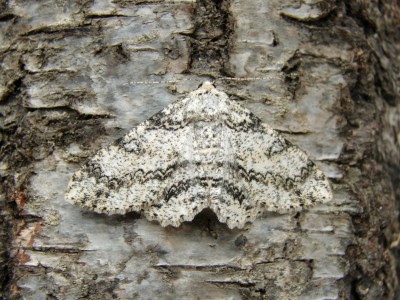 Ascotis selenaria motyl.jpg