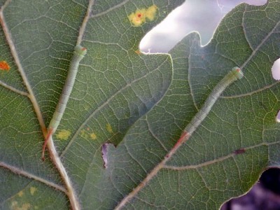 Młode gąsienice Marumba quercus