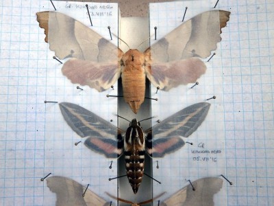 M. quercus i H. livoirnica podczas preparacji. Samica nastrosza do małych nie należy - jej rozpiętość skrzydeł wynosi 110 mm.
