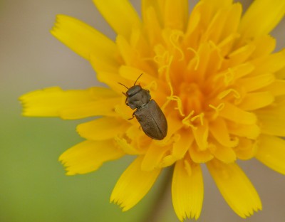 quadripunctata