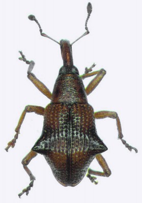 Oropterus corniger_small.jpg