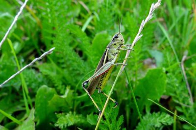 Stethophyma grossum_EB17.jpg