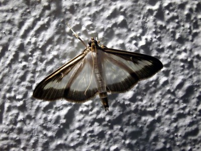 Cydalima perspectalis