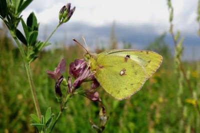 Colias hyale_Radom_1.jpg