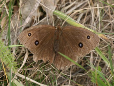 Minois dryas.JPG