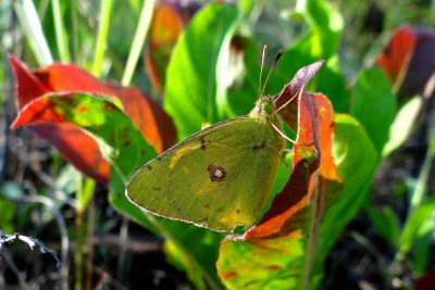 Colias croceus_Radom-Józefów.jpg