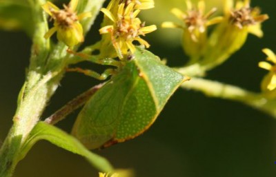 Strictocephala bisonia 2.JPG