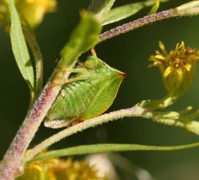 Strictocephala bisonia 1.JPG