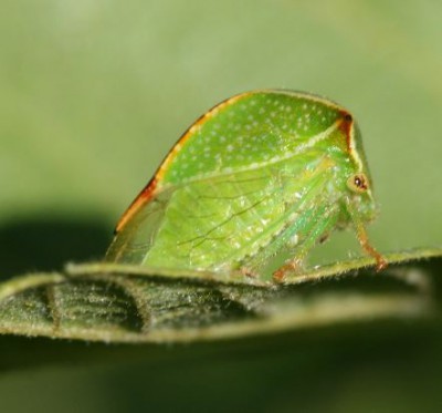 Strictocephala bisonia.JPG