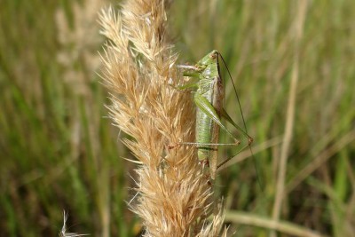 Orthoptera_3_EB07.jpg