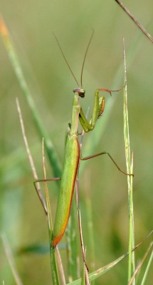 Modliszka 'Murawy Dobromierskie' 2016.09.10 DSC_8256.jpg