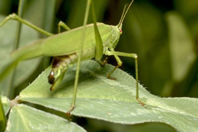 Phaneroptera falcata 1.jpg