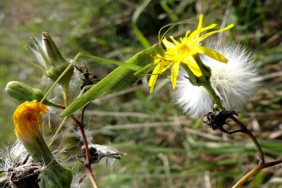 Phaneroptera falcata EB29.jpg