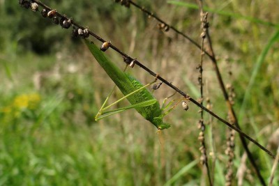 Phaneroptera falcata_EB09.jpg