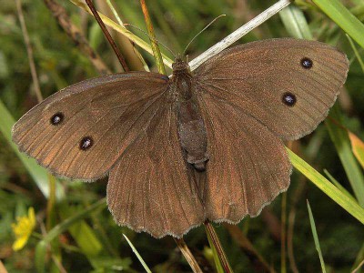 Minois dryas (SCOPOLI, 1763) - samiczka, Podkarpacie, 2005.