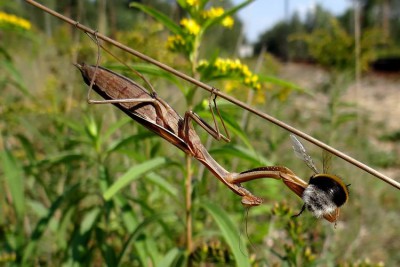 Mantis religiosa_EC32.jpg