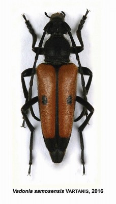 Vadonia samosensis.jpg