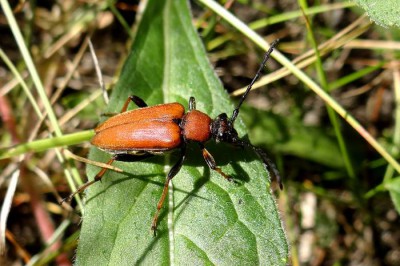 Stictoleptura rubra_EC10.jpg