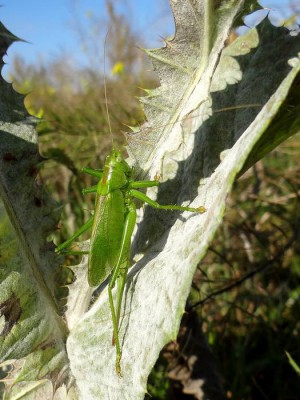 Tettigonia cantans_EB17.jpg