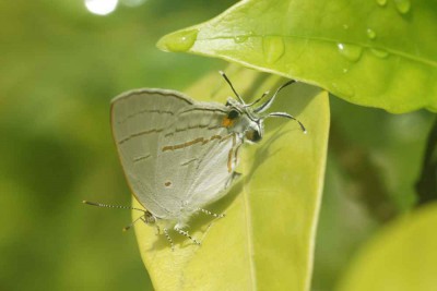 Hypolycaena philippus philippus.jpg