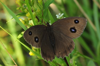 M. dryas - Podkarpacie.jpg