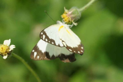 Belenois creona creona Cramer 1776.jpg