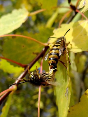 Vespidae_EB19.jpg