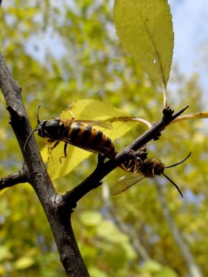 Vespidae_1_EB19.jpg