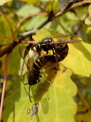 Vespidae_2_EB19.jpg