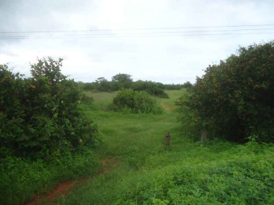 Widok na łąki na północny zachód od Tanji Bird Reserve.jpg