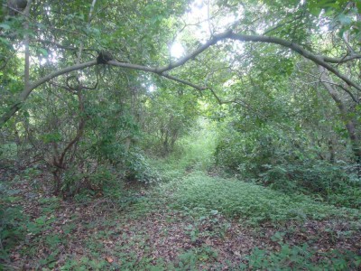 W środku Tanji Bird Reserve.jpg