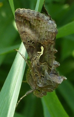 Autographa gamma. Ścigów, mniej więcej tutaj: 50.461673, 17.813618