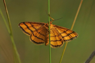 Motyl (1), Ruska Strona, 14. 06. 15 (fot. K. Nielsen).jpg