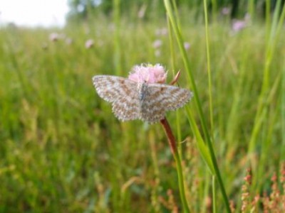 Motyl (4b), Mogielnica-Borki, 06.16.JPG