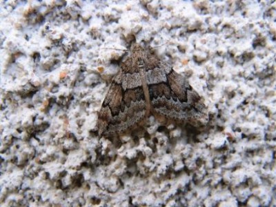 Motyl (5), Szczeglacin, 10.16.JPG