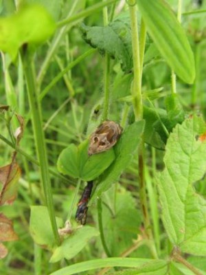 Motyl (12), Buzyska SW (Przekop), 06.15 (fot. I. Bednarska).JPG